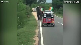 Elefante derruba carrinho turístico em busca de comida