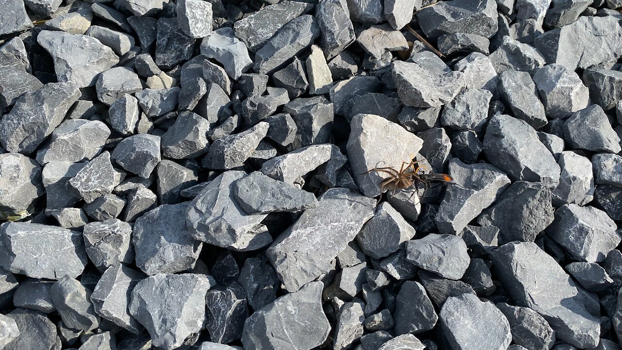 Wasp Taking a Spider Back to Its Nest