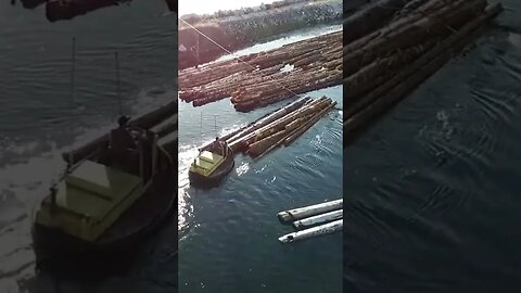 Little Push Tugs Making Up A Log Raft For Shipment. #trending #shorts #tuglife #logs #tugboats