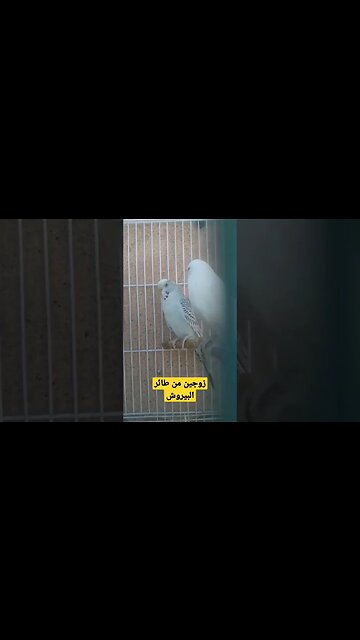 زوجين من طائر البيروش