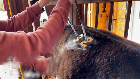 The incredible liquid nitrogen branding iron can painlessly brand animals. How does it do that