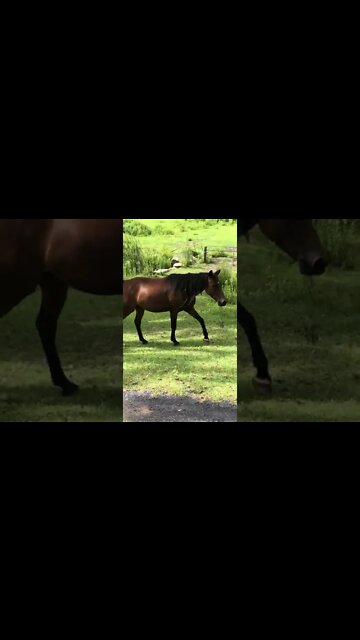 Visit with brumby pony