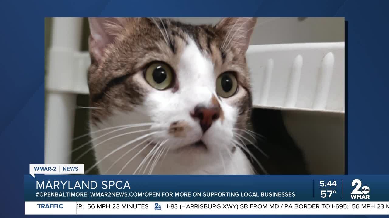 Mowgli the cat is up for adoption at the Maryland SPCA