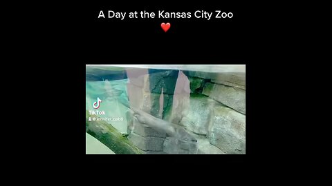 A Day at the Kansas City Zoo