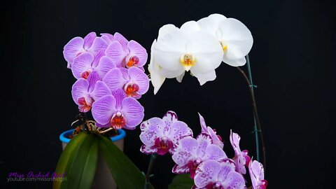 Orchid Care for Beginners