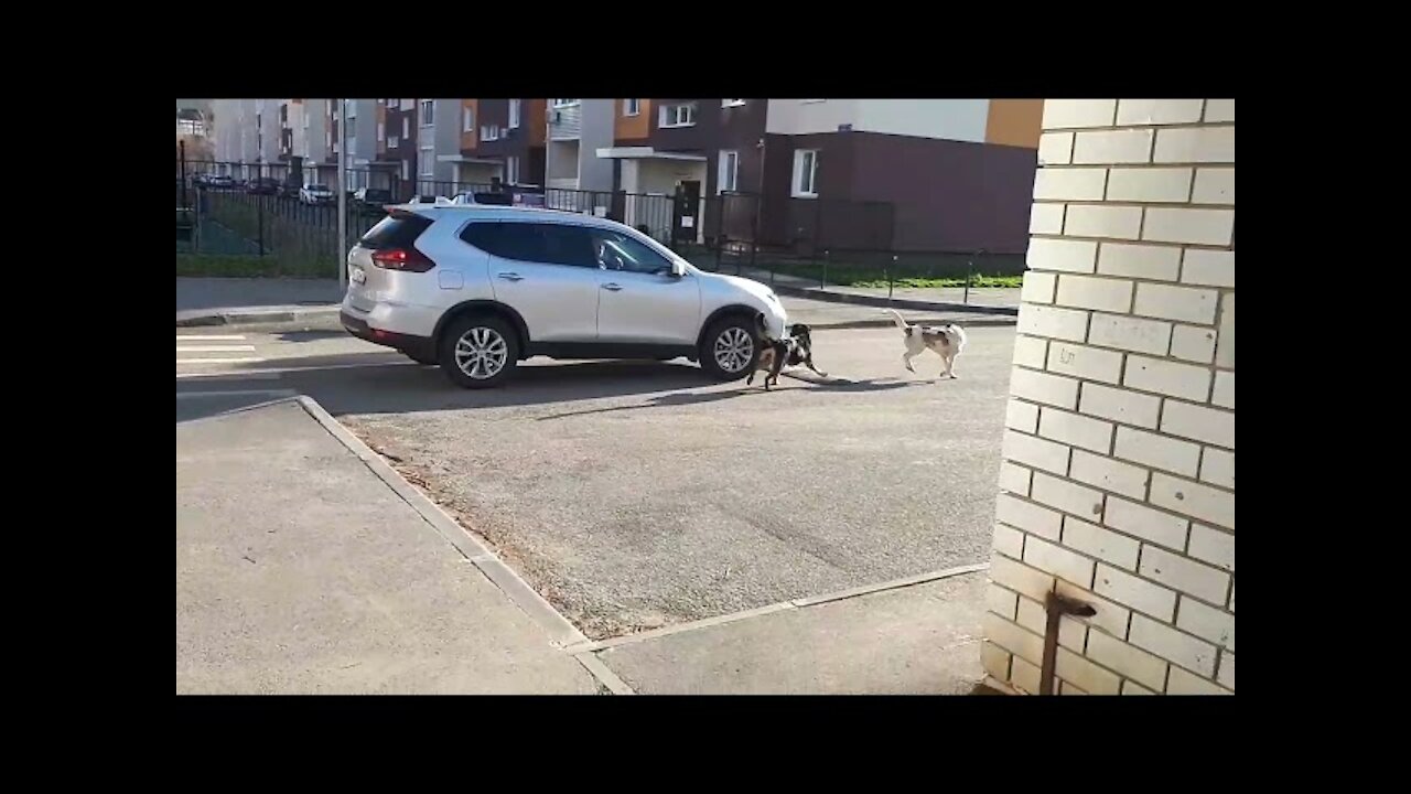 Homeless dogs