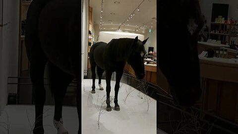 Horse in Store #animals #shortsvideo #shorts #shortsfeed