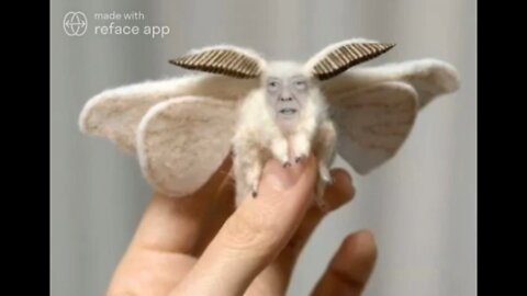 The Ultimate Donald Trump Moth Meme!