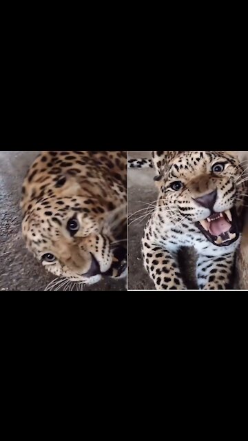 Wildlife Animals video