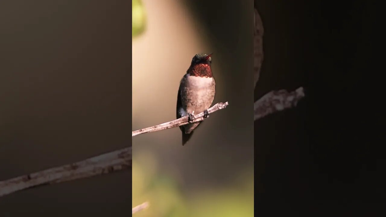 Soaking in Nature Relaxation Series