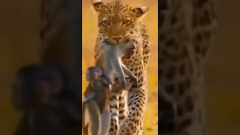 A difícil vida dos macacos pela sobrevivência