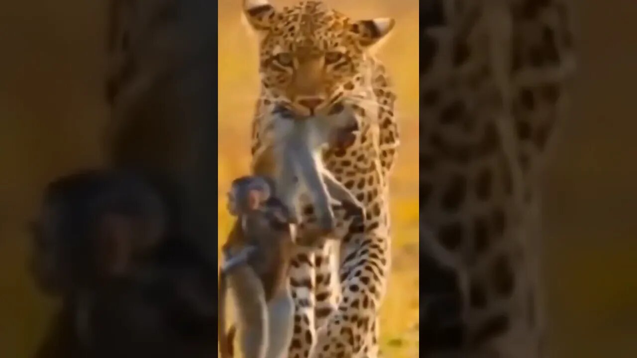 A difícil vida dos macacos pela sobrevivência