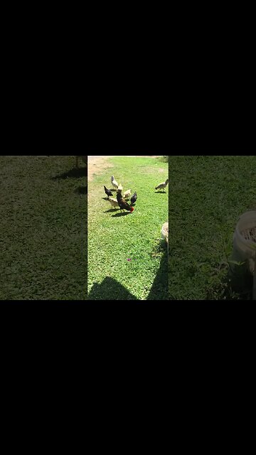 Rizzing Up Some Fine Coq