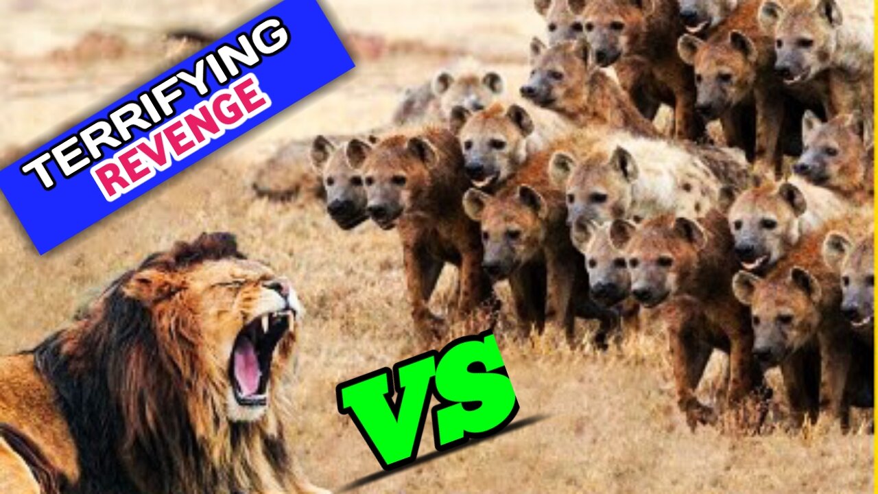 Lions vs Hyenas | Terrifying Revenge Between Lions And Hyenas |