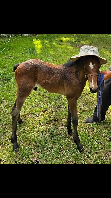 😂Safari Stylin'😂