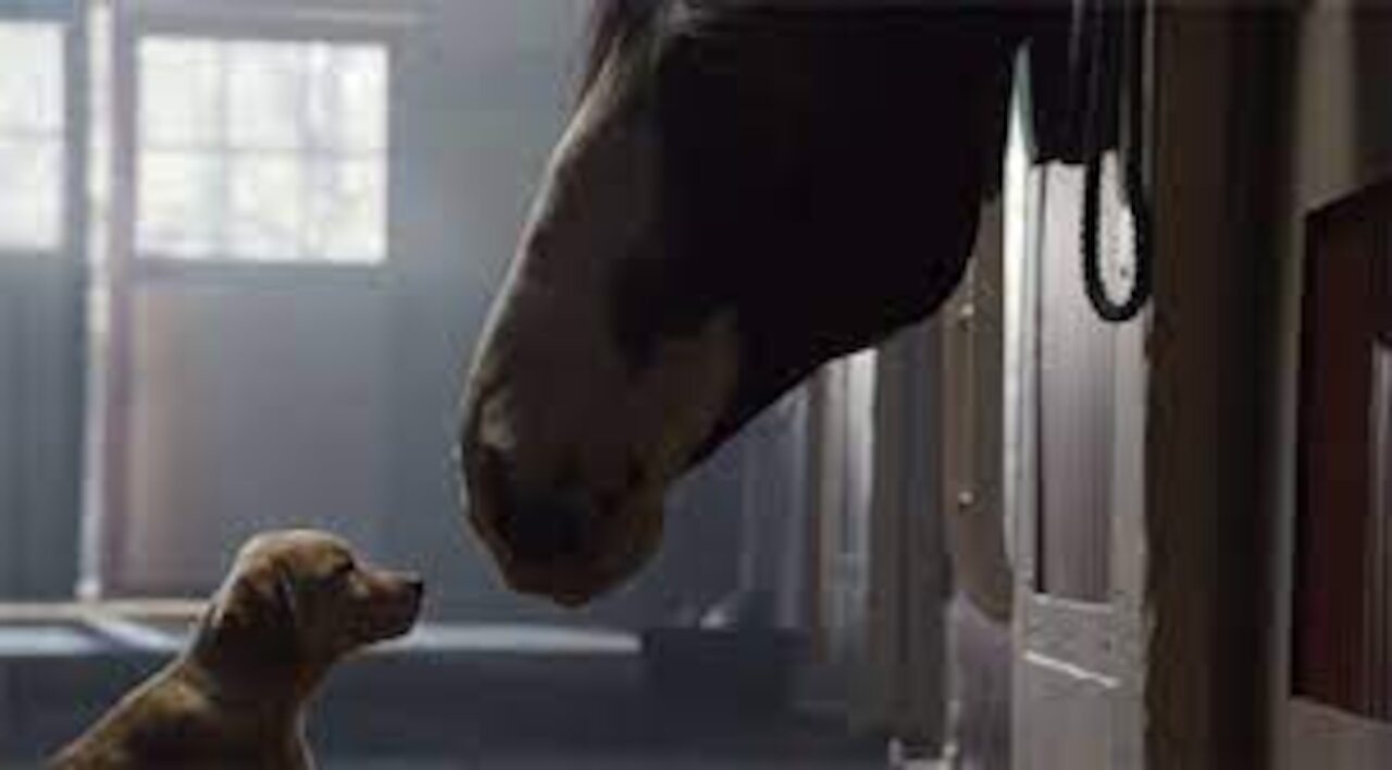 Dog 🐶 and Horse 🐴 Best Friendship