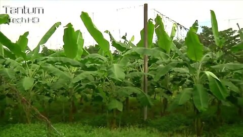 Incrível Processo de Cultivo