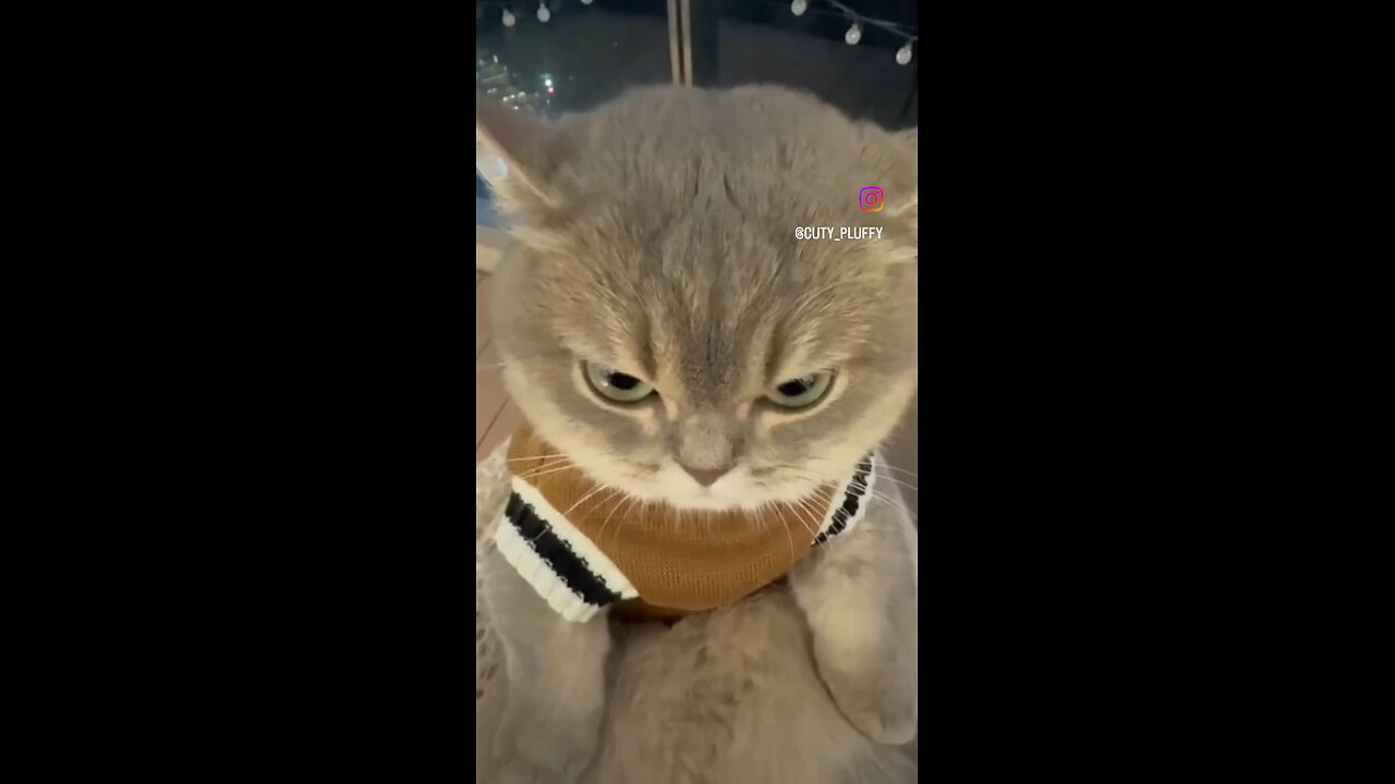 Angry Cat's