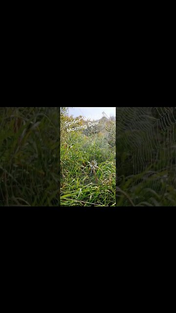 Beautiful Spider Web