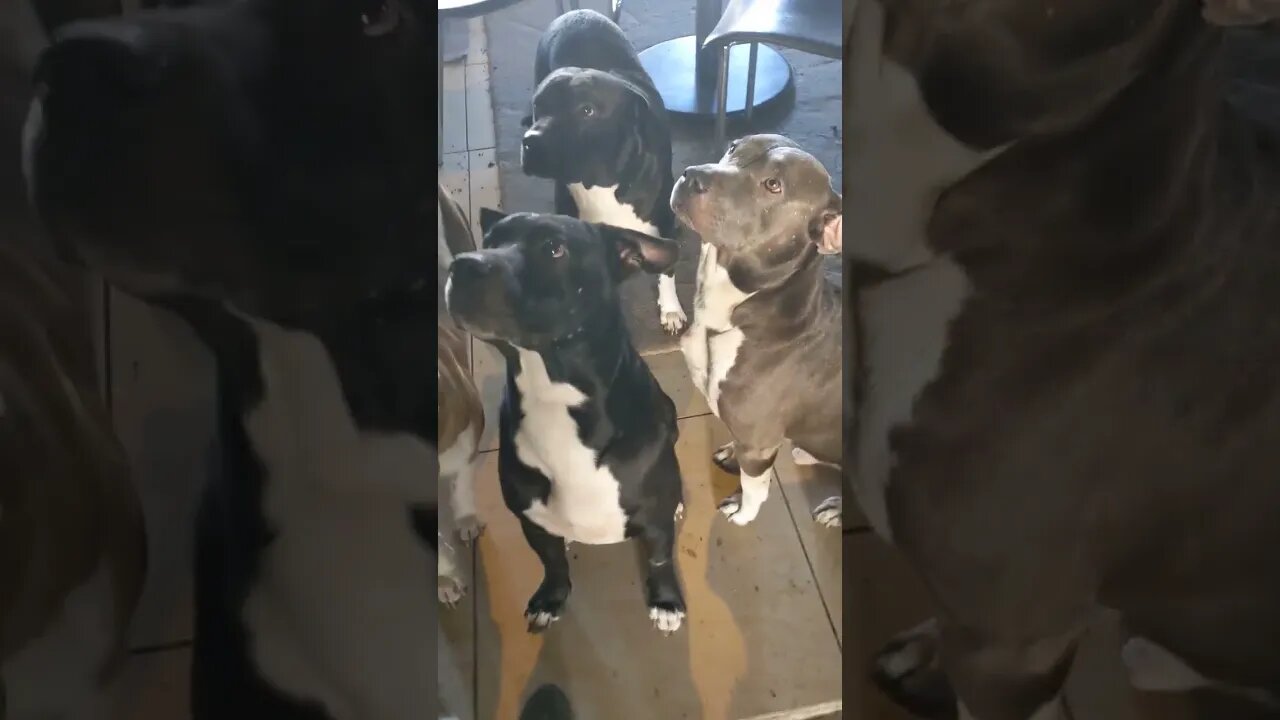 A Pack Does Tricks for Treats