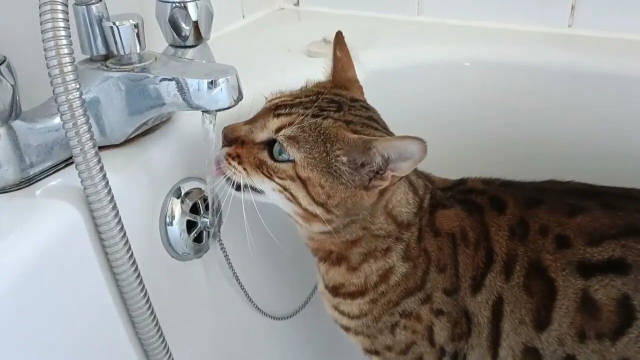 Morning refreshment 😹🍸 #bengalcat #drinkingcat #bengalcatdrinking