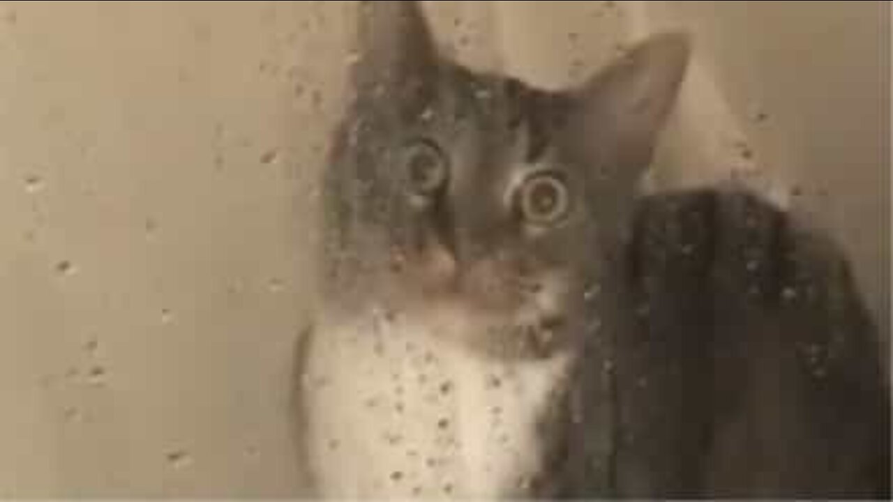 Cat is paralyzed with fear by the shower