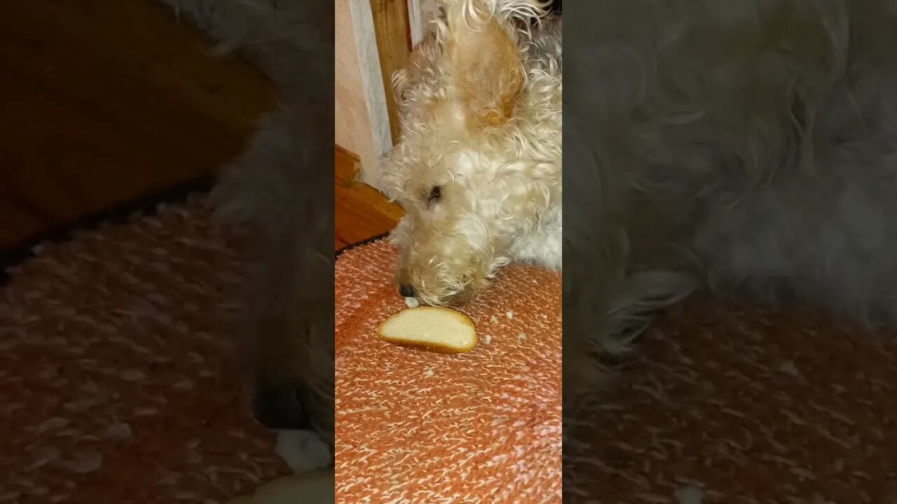 Foxik Julia, greedy double 2