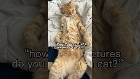 Life with cats.