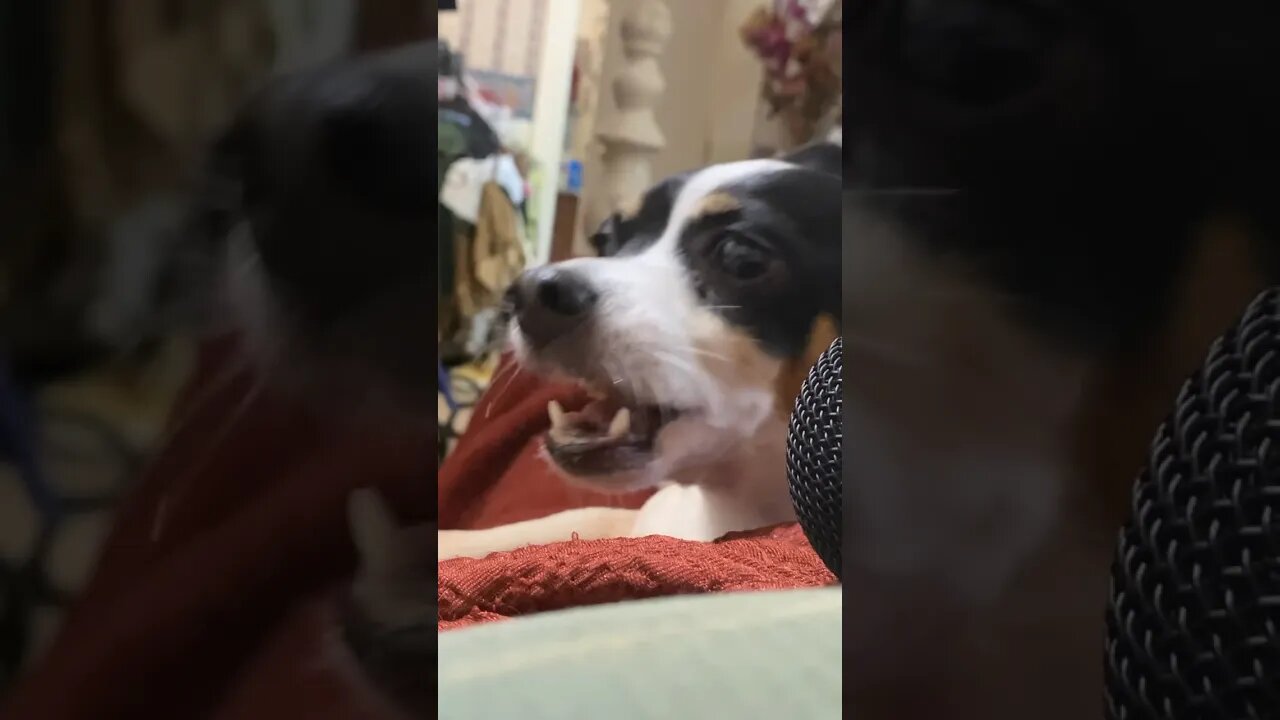 Siller Sharing Pringles Chips With Me ASMR