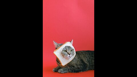 Cats funny video