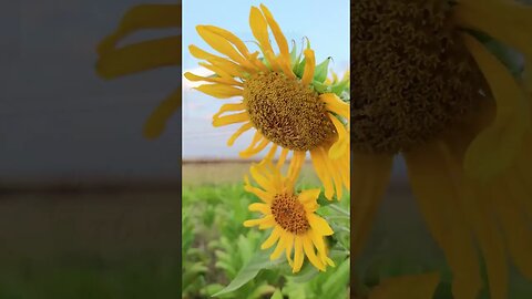 TRIBUNA LIVRE PENSAR | Portal Vida Luz Amor