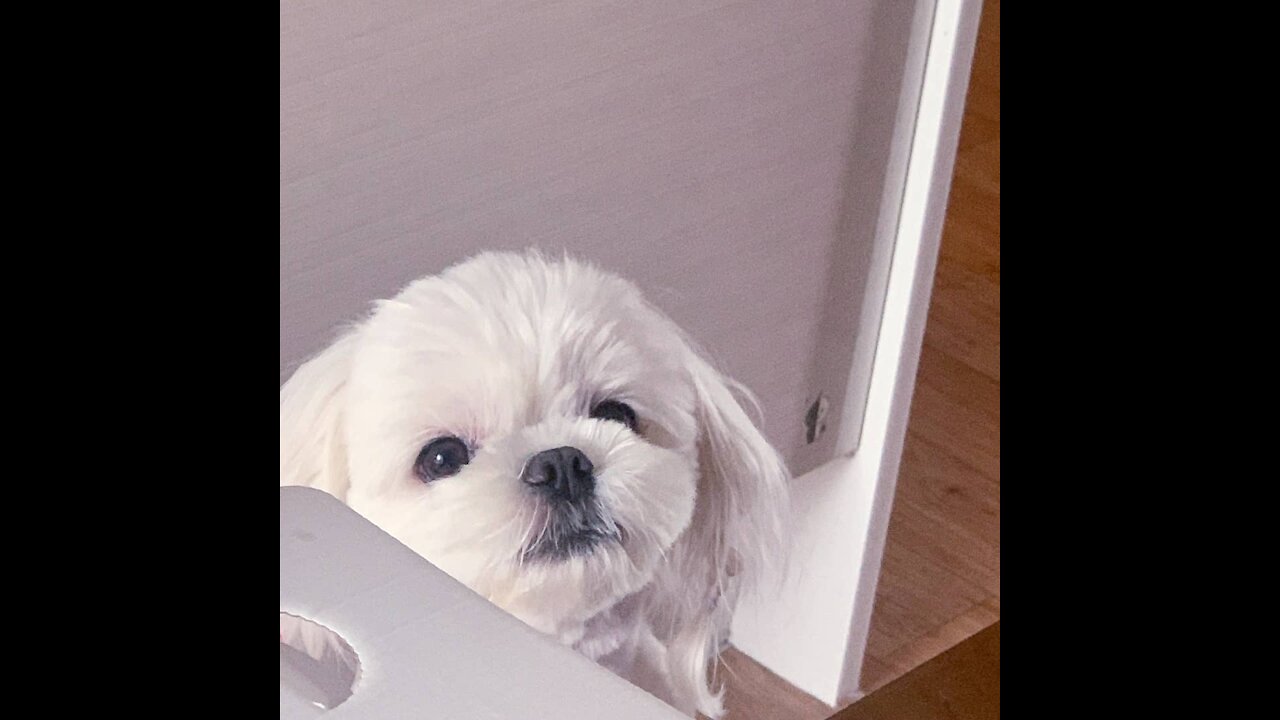 강아지장난감 놀다