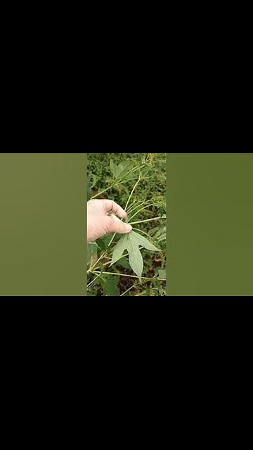 Harvesting Ragweed
