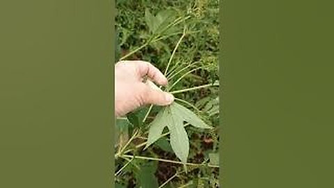 Harvesting Ragweed