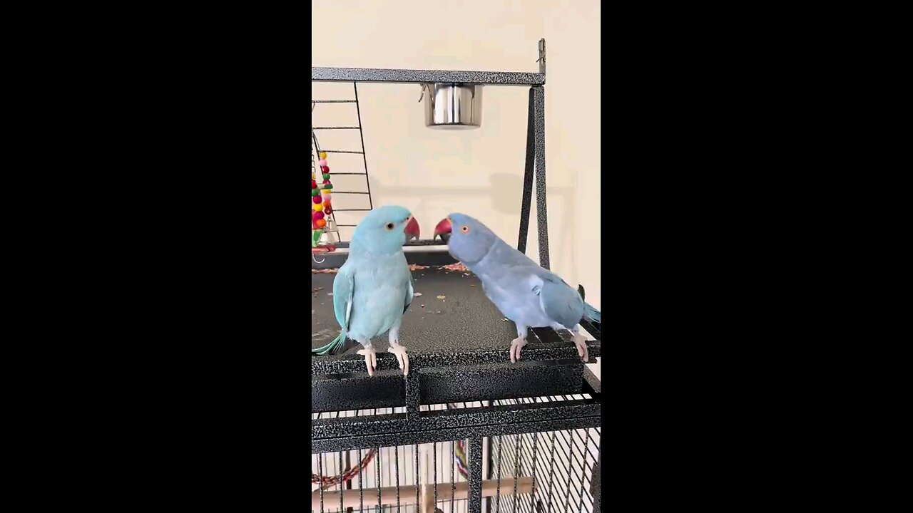 Some parrots remember up to 60 words.