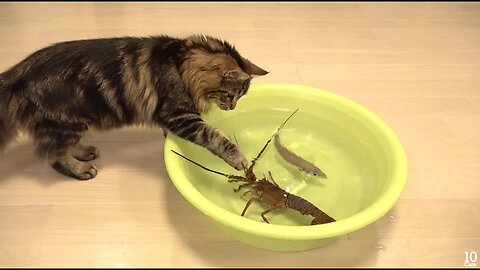 Japanese spiny lobster vs Cat 猫vs伊勢海老