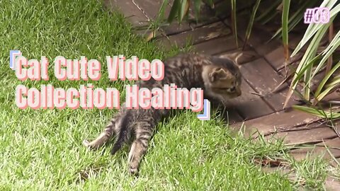 Cat Video Collection