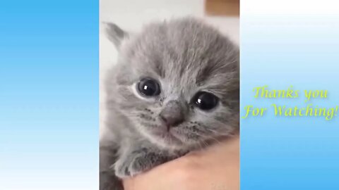 Cute funny Cats Pets animals best Compilation