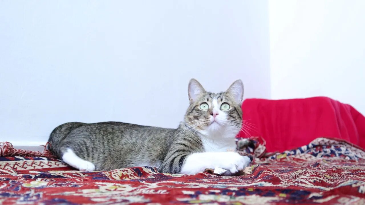 Cute Tabby Cat Sits on the Carpet