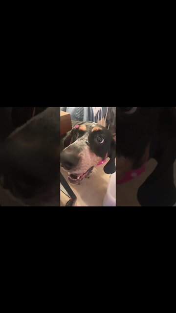 Blue Dog has had the wants all day. #shorts, #shortsvideo, #pets, #funny, #poptarts