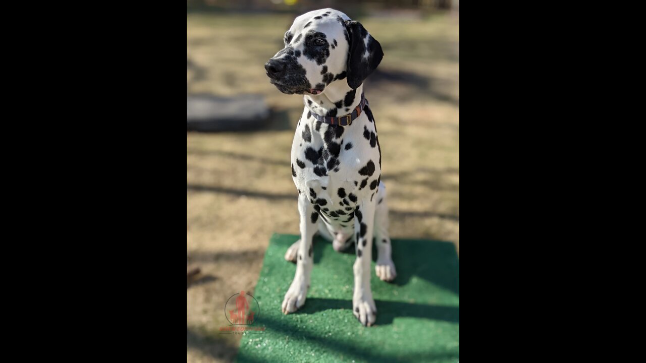 Dog Sprint