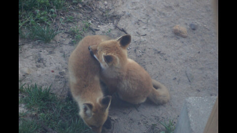 FRISKY FOX PUPS