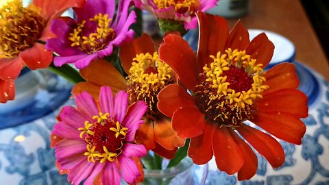 Zinnias