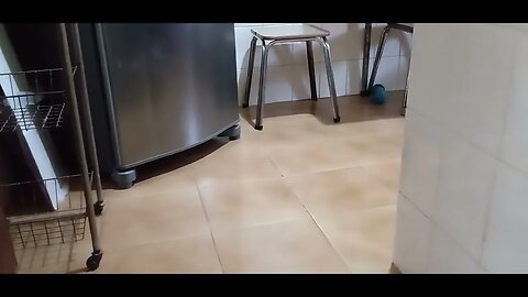 #dogshow , #animals , #dogs