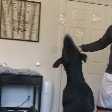 Dog freaks out over bubbles