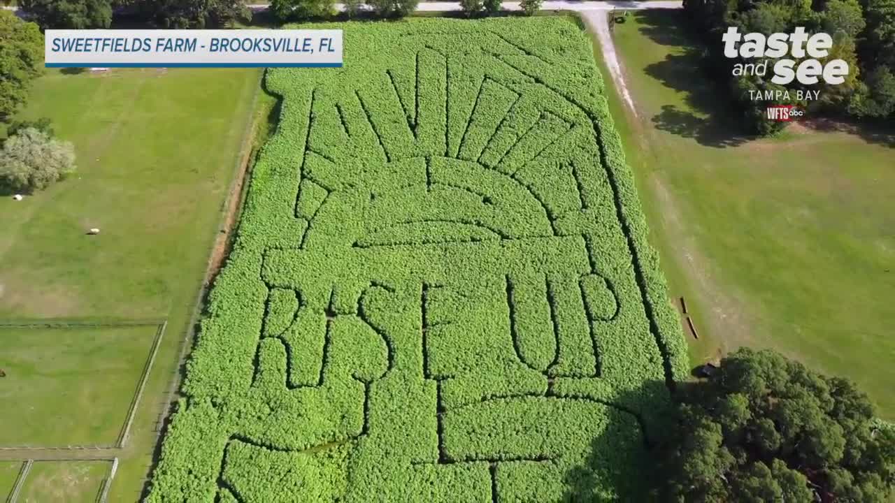 U-pick sunflowers at Sweetfields Farm in Brooksville | We're Open