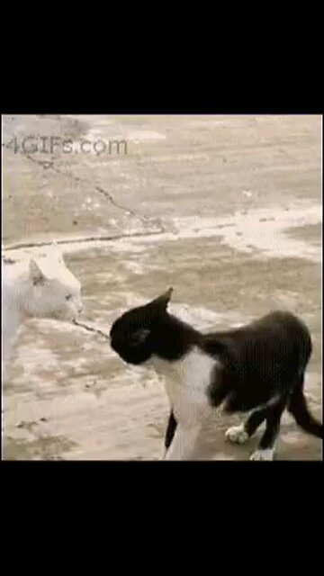 DEMOCRATS ON THE DEFENSE NOW