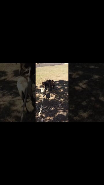 Animal STOPPED For Escaping !