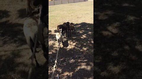 Animal STOPPED For Escaping !