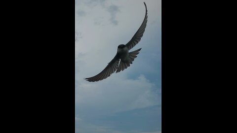 Tree Swallow Attack 2